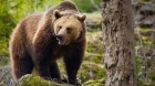 Ministerul Mediului a dat aviz pentru împuşcarea unui urs care se plimba prin sate