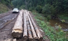 Ministrul Mediului vrea confiscarea camioanelor care transportă ilegal lemn