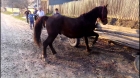 O fetiţă de doi ani a murit după ce a fost lovită de un cal la o fermă din judeţul Sibiu