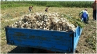 O surpriza placuta pentru agricultori: Guvernul crește subvenția la legume de la 1000 la 3000 de euro pe hectar