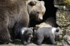 O ursoaică cu doi pui a atacat curtea unui sătean din Fundata. Animalele au luat un miel din gospodărie și l-au mâncat