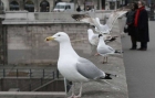 Pescărușii din Paris au declarat război dronelor Poliției