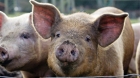 Pesta porcină, confirmată și în județul Maramureș