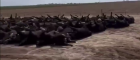 Peste 10.000 de vite au murit în două-trei zile de la „stresul provocat de căldură” în SUA