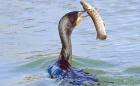 Petre Daea: Românii mănâncă astăzi mai puţin peşte decât cormoranii