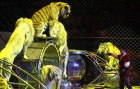 Plângere penală împotriva maltratării animalelor