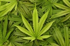 Plantație de canabis descoperită în curtea unei familii din județul Iași