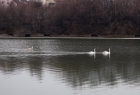Pompierii au salvat o lebădă rănită, aflată pe un lac îngheţat