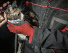 Poveste după cutremur: O pisică rănită a fost salvată de sub dărămăturile unui bloc din Izmir de un câine poliţist