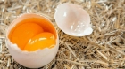 RBB TV: "Mâncați doar un ou pe săptămână ca să salvăm planeta!" 