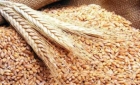 Rezultatul războiului din Ucraina si anunțata foamete mondială: S-a autorizat plantarea grâului modificat genetic!