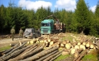Romsilva: Volumul tăierilor ilegale din fondul forestier de stat a scăzut cu 25%, în primul semestru al anului, însă a crescut numărul agresiunilor asupra paznicilor pădurilor