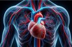 S-a descoperit o terapie injectabilă care ajută inima să se vindece singură după infarct
