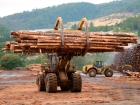 Schweighofer vinde toate pădurile pe care le avea în România către un grup suedez condus de un român