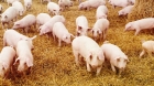 Serviciul Federal Veterinar din Rusia a introdus restricţii temporare pentru porcii vii şi pentru produsele de porc din România


