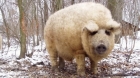 Sprijin pentru crescătorii de porci Bazna şi Mangaliţa. Care sunt condiţiile pentru încasarea ajutorului financiar