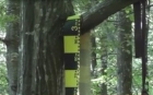 Tânăr de 16 ani găsit spânzurat în pădurea din spatele casei