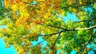 Temperaturi de vara la mijlocul toamnei. Cat de cald va fi in urmatoarele zile