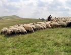 Un cioban beat a sunat de cinci ori la 112 să anunțe că a fost legat la ochi și răpit