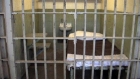 Un deținut închis pentru omor la Penitenciarul Găești a evadat. Motivul halucinant