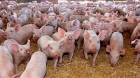 Un focar de pestă porcină a fost confirmat în Satu Mare