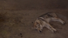 Un iresponsabil a abandonat un lup în Parcul din Craiova