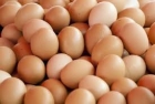 Un număr de 40 de ţări au fost afectate până în prezent de scandalul ouălor contaminate cu Fipronil