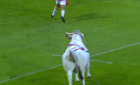 Un taur a invadat terenul în timpul unui meci de rugby din Franța
