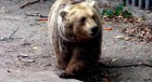 Un urs a ajuns miercuri seară chiar în curtea Spitalului Judeţean din Miercurea Ciuc. Jandarmii l-au alungat cu petarde