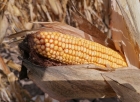 Ursula ne omoară cu zile! Comisia Europeană autorizează utilizarea porumbului modificat genetic pentru alimentație și furaje
