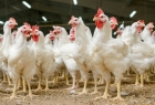 Vasta epidemie de gripă aviară în 8 țări europene. Exista un risc de pandemie ridicat