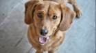 Veterinarii ne spun. Ce ar trebui, de fapt, să-i dai de mâncare câinelui tău