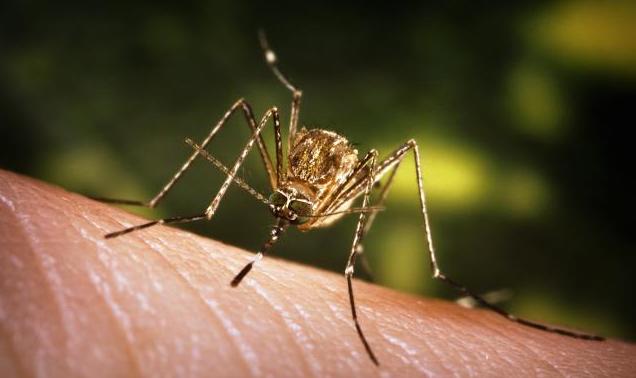 17 decese provocate de virusul West Nile
