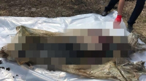 de ce vrea să piardă în greutate pastile de slabit naturiste plafar