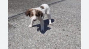 Închisoare cu executare pentru un bărbat care a omorât un pui de câine:
