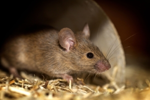 Șobolanii invadează mai multe zone din Capitală. O locuitoare s-a trezit cu el în casă după ce a intrat prin vasul de la toaletă
