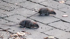 Șobolanii invadează tot mai multe cartiere din București. Rozătoarele ajung în blocuri și transformă zone întregi în focare de infecție
