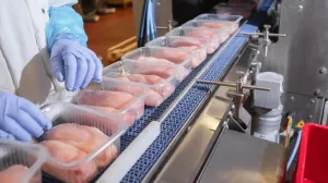 80% din primul lot de pui brazilian importat în UE prin acordul Mercosur, contaminat cu Salmonella
