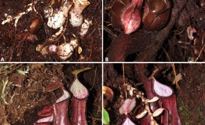 A fost descoperită o plantă carnivoră care își prinde prada sub pământ