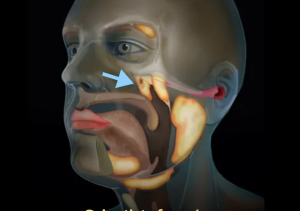 A fost descoperit un organ complet nou în spatele nasului!


