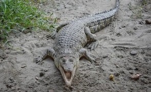 A fost dovedită prezența crocodililor în România: anunț făcut de cercetători