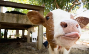 A fost găsită vaca care poate revoluționa tratamentul pentru diabet: Produce insulină umană în lapte