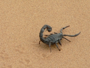 Angajata unui market din Constanta a fost muscata de un scorpion.