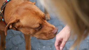 Animalele de companie simt cancerul, infecțiile și crizele epileptice înainte ca simptomele să le descopere medicii