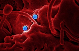 Anunț apocaliptic din China: Un nou tip de coronavirus cu rată mare de deces și infecție. NEO-COV este un MERS-COV2!