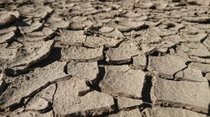 Avertismentul geologilor: Terra va avea parte de a șasea extincție în masă, comparabilă cu cea care a dus la dispariția dinozaurilor