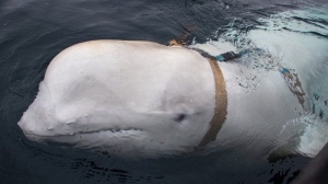Beluga-spion a rușilor se află în prezent pe coasta de vest a Suediei