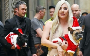Câinii furaţi ai cântăreţei Lady Gaga au fost recuperaţi nevătămaţi şi înmânaţi Poliţiei din Los Angeles