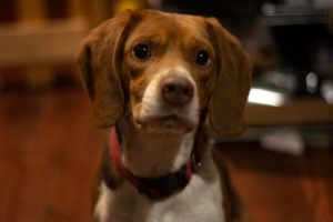 Ce gândește câinele tău când te privește? Știința începe să descifreze misterul și să ne arate ce emoții simt patrupedele pentru stăpânii lor