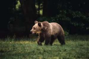 Cioban acuzat de braconaj după ce a omorât cu toporul un urs care îi atacase oile
